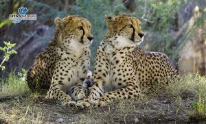 Parco-Naturale-di-Ngorongoro-safari-tanzania