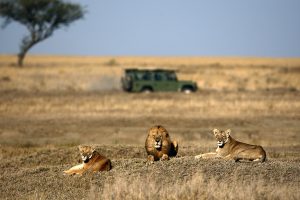 Parco-Nazionale-del-Serengeti
