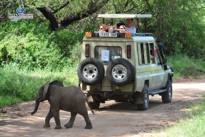 safari-Parco-Nazionale-del-Manyara-tanzania
